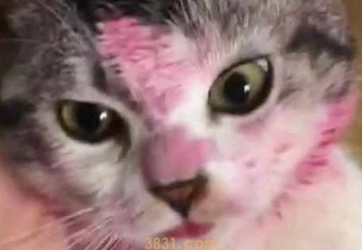 出门前让猫狗看着孩子,回来后主人看到猫狗的脸,气得脸都绿了!(图1)