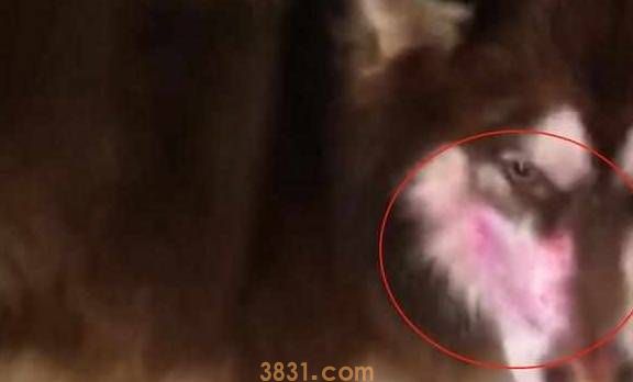 出门前让猫狗看着孩子,回来后主人看到猫狗的脸,气得脸都绿了!(图2)