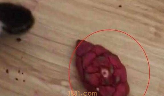 出门前让猫狗看着孩子,回来后主人看到猫狗的脸,气得脸都绿了!(图3)