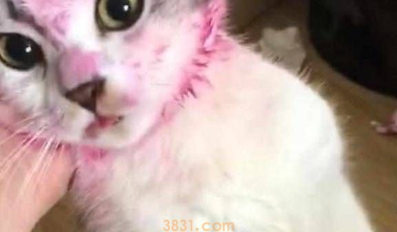 出门前让猫狗看着孩子,回来后主人看到猫狗的脸,气得脸都绿了!(图4)