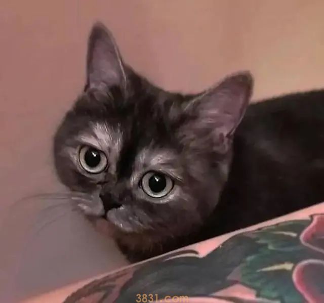 猫咪长得太“暴躁”,几个月没人敢要,女孩领养后却迷恋上它(图1)