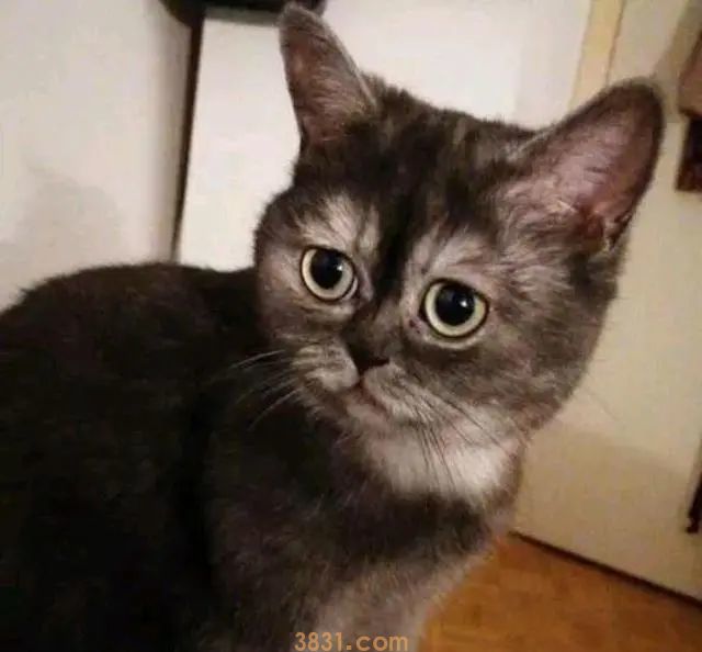 猫咪长得太“暴躁”,几个月没人敢要,女孩领养后却迷恋上它(图2)