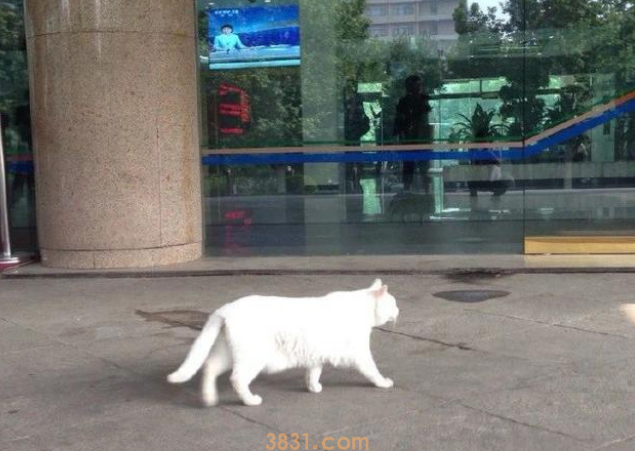 央视直播间传出猫叫声,网友沸腾了:时隔五年,台宠再现?(图3)