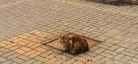 猫咪坚持在水沟盖上等主人 疑是被抛弃(图1)