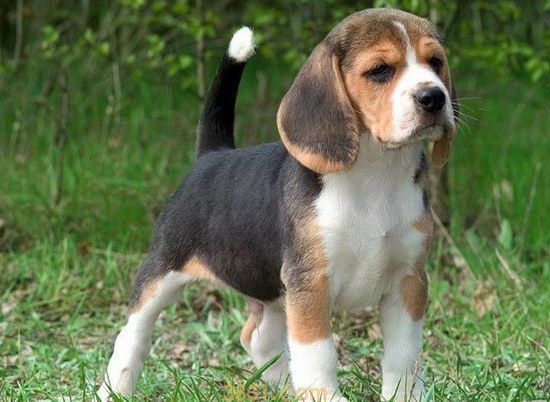 米格鲁价格 米格鲁猎兔犬多少钱一只(图1)