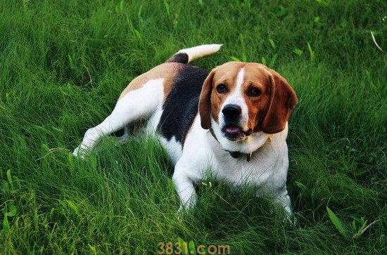 米格鲁价格 米格鲁猎兔犬多少钱一只(图2)