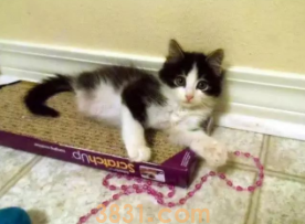 小猫咪没有后腿,被人救助后,自强不息活出完美喵生(图2)