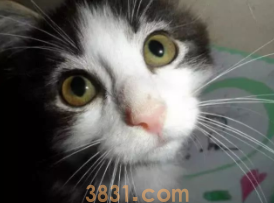 小猫咪没有后腿,被人救助后,自强不息活出完美喵生(图3)