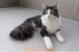 小猫咪没有后腿,被人救助后,自强不息活出完美喵生(图4)