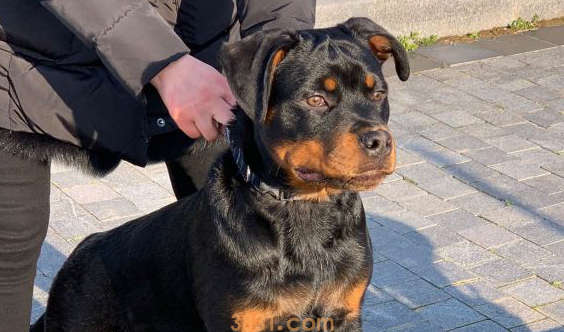 罗威纳发觉“猎物”,心满意足地给抓出去,結果发觉是只猫(图2)