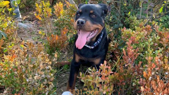 罗威纳发觉“猎物”,心满意足地给抓出去,結果发觉是只猫(图3)