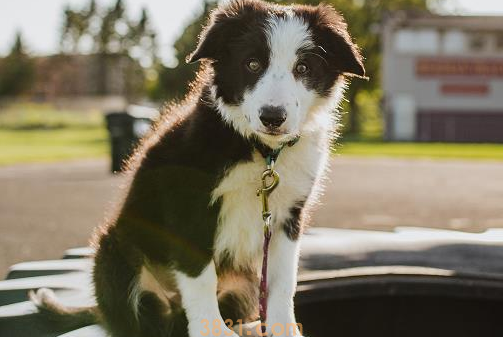 小狗肚皮上长小脓包是什么情况引起的(图1)