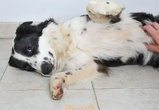 狗胃扭转的症状有哪些(图1)