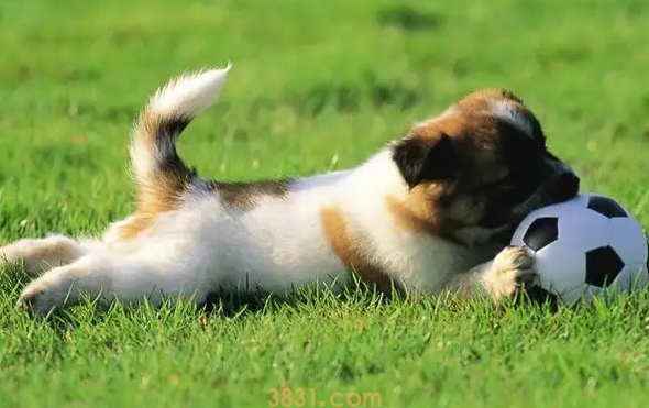 刚满月的小狗怎么喂养(图1)