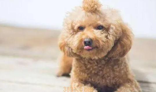 泰迪狗狗多久驱虫一次(图1)