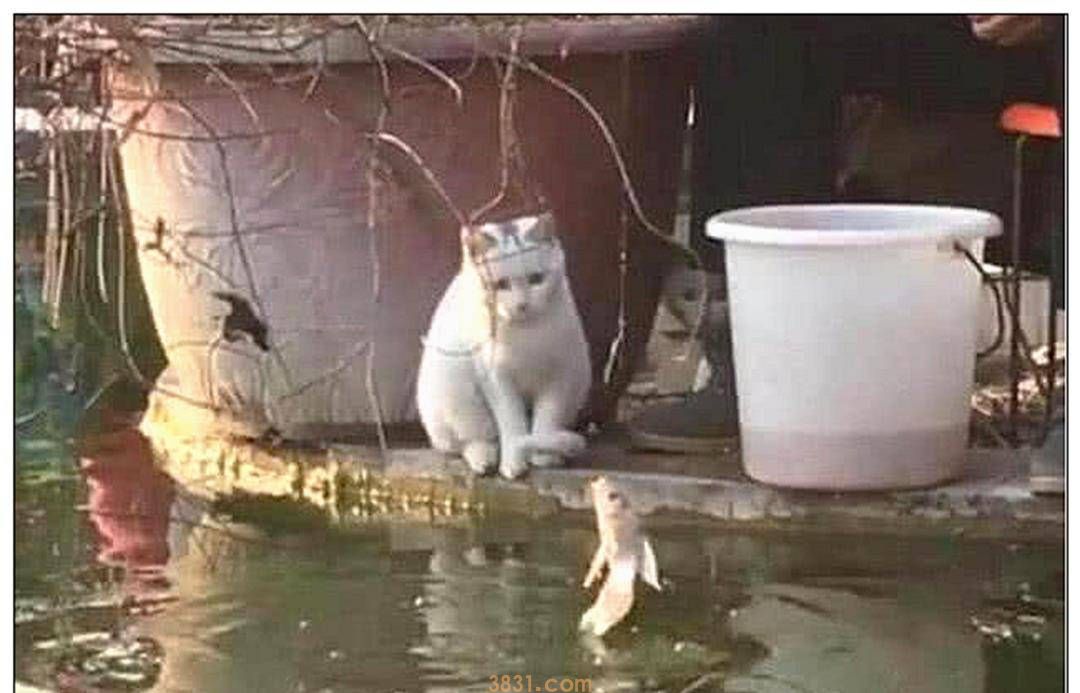 男主带着猫咪去钓鱼,钓上一只鱼时,它的反应让人笑出鼻涕泡(图2)