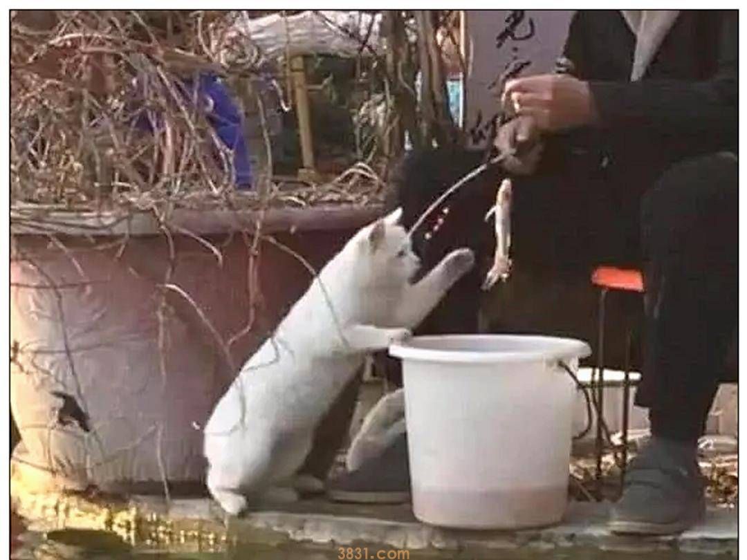 男主带着猫咪去钓鱼,钓上一只鱼时,它的反应让人笑出鼻涕泡(图3)