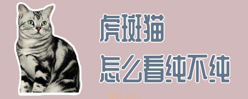 虎斑猫怎么知道纯不纯(图1)