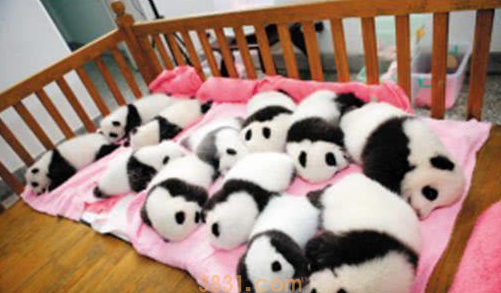 一群熊猫在晒太阳,其中一只引起网友们注意,饲养员:掉色了(图1)