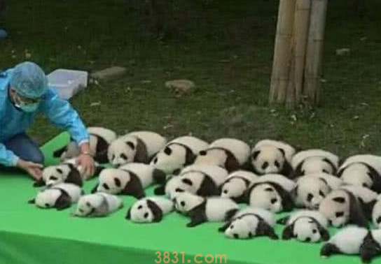 一群熊猫在晒太阳,其中一只引起网友们注意,饲养员:掉色了(图2)