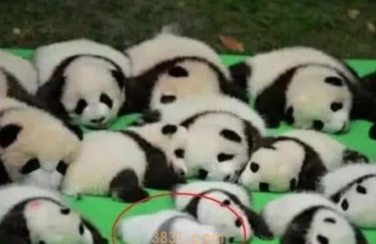 一群熊猫在晒太阳,其中一只引起网友们注意,饲养员:掉色了(图3)