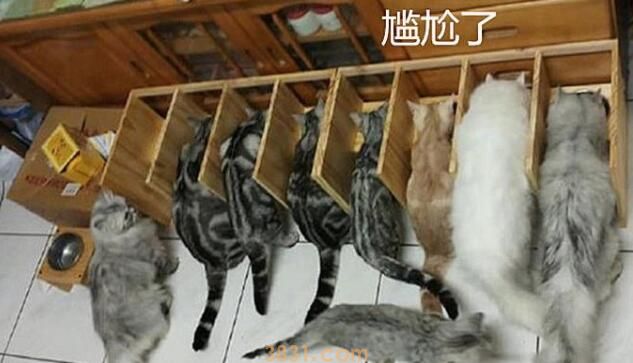 小伙针对9只猫咪抢食事件,手工打造隔离区,开饭时愣住了(图2)