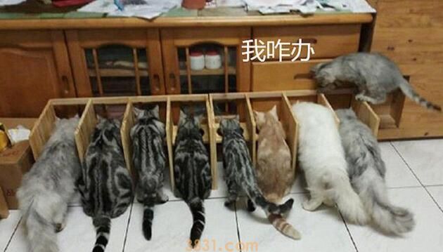 小伙针对9只猫咪抢食事件,手工打造隔离区,开饭时愣住了(图3)