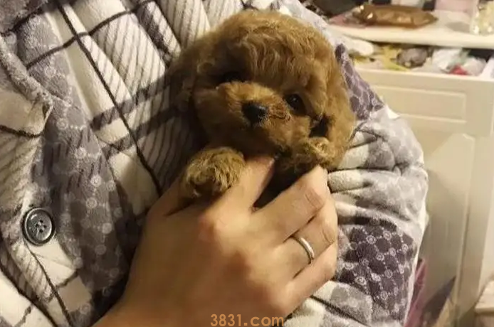 幼犬抱着出门可以吗(图1)