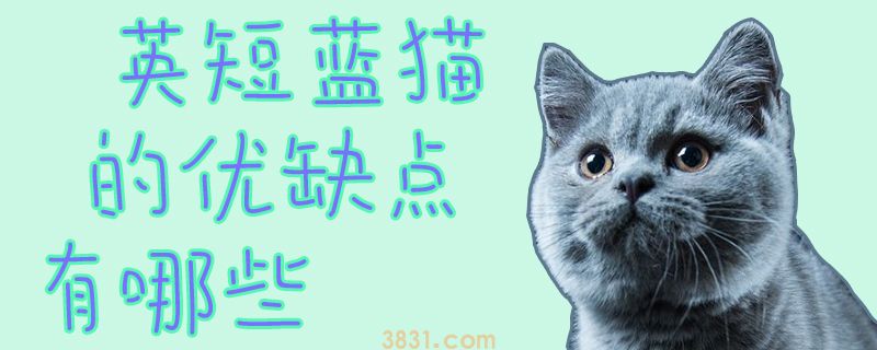 英短蓝猫的优缺点有都有什么(图1)