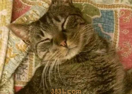 10岁老猫与主人5年后再重逢,它一眼就认出“妈妈”(图1)