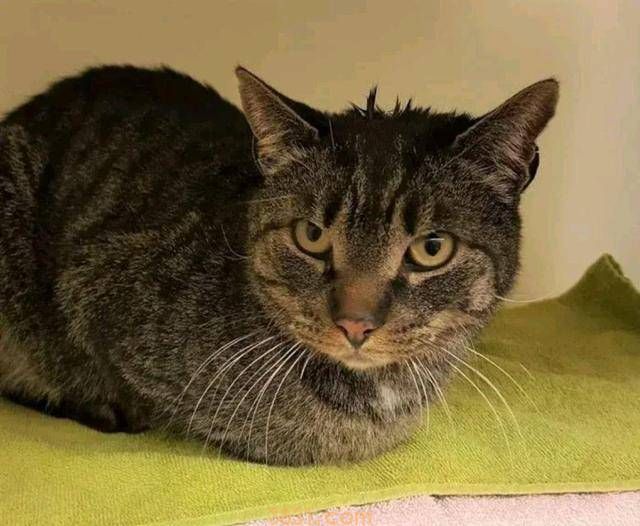 10岁老猫与主人5年后再重逢,它一眼就认出“妈妈”(图3)