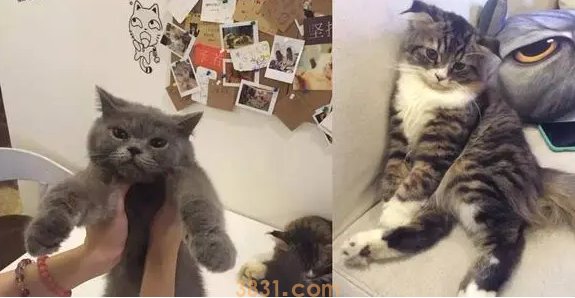 猫咪的世界之旅 | 猫奴必去!赶紧来场猫咪世界之旅,全球几大必去之地!(图1)