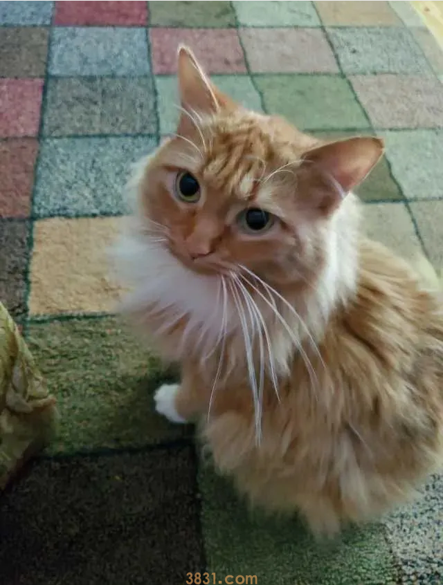 “太过分了!素食主义女朋友逼我扔掉猫,竟因为它吃肉!”(图1)