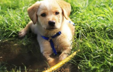 小狗身上起了好多小疙瘩是怎么回事(图1)