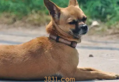 狗狗胃出血的症状和治疗方法用什么药(图1)