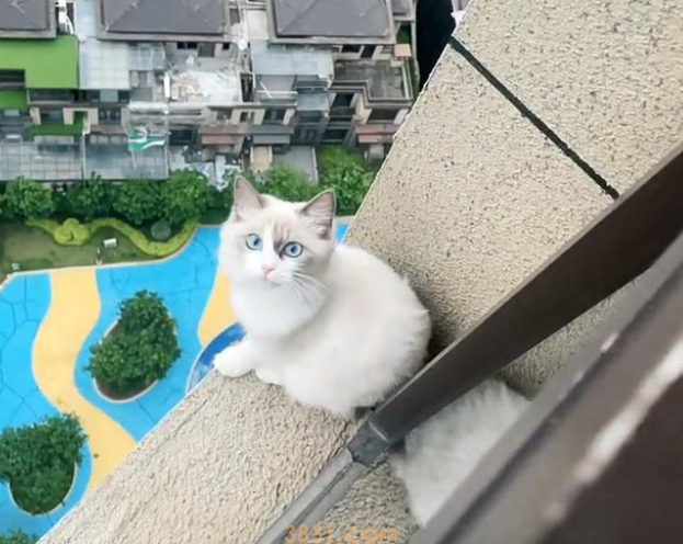 主人忘记封窗,致使名贵品种猫从楼上跳下,找到时猫咪还在发抖(图1)