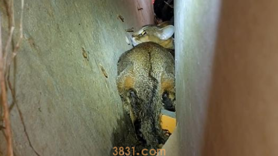 主人忘记封窗,致使名贵品种猫从楼上跳下,找到时猫咪还在发抖(图4)