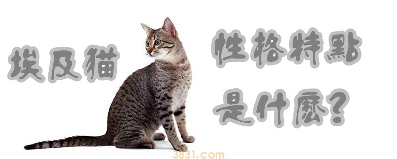 埃及猫性格特点是什么(图1)