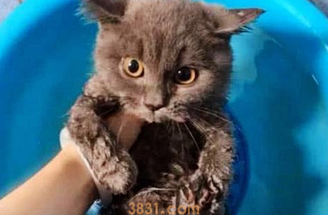 女友给猫咪洗澡,突然听到一声尖叫,过去一看傻眼了(图1)