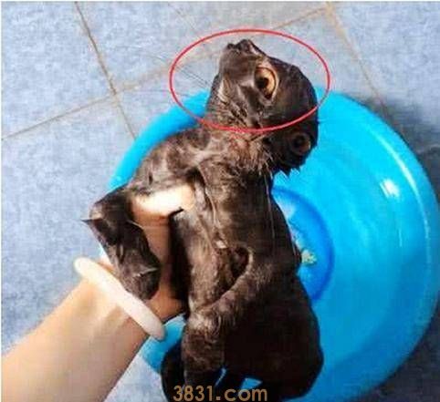 女友给猫咪洗澡,突然听到一声尖叫,过去一看傻眼了(图3)