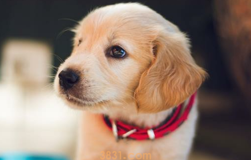 狗狗可以吃蛋白还是蛋黄(图1)