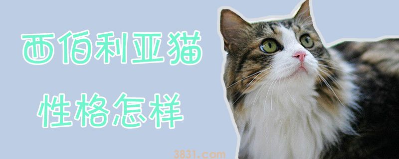 西伯利亚猫性格怎么才能(图1)