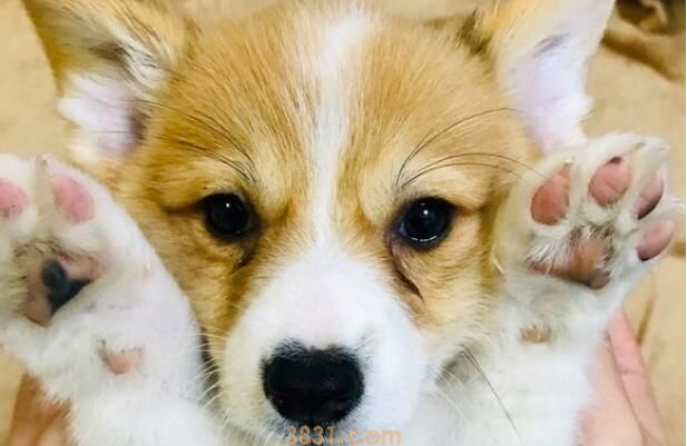 狗狗吃了头发怎么办不吃饭怎么办(图1)