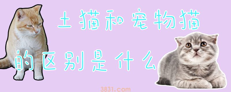土猫和宠物猫的区别是什么(图1)