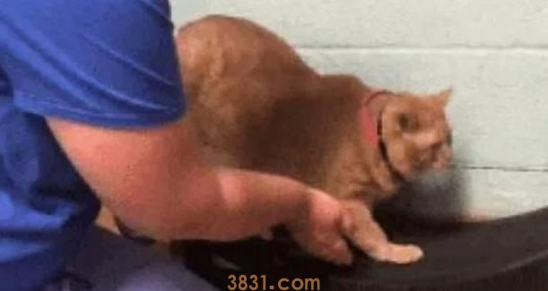 猫咪快胖死了,主人直接给丢在跑步机上,看到猫咪样子主人笑翻(图1)