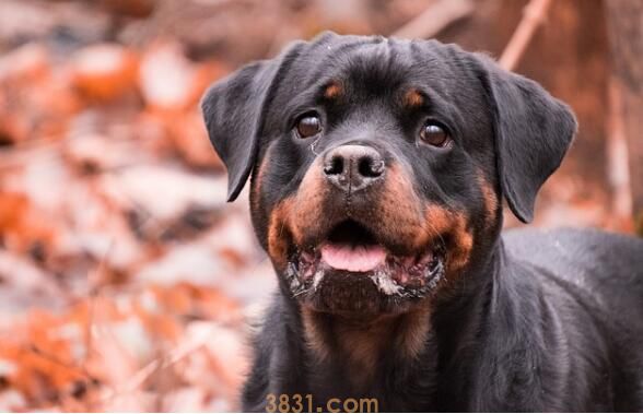 狗狗半夜干呕伴随咔咔声吃什么药(图1)