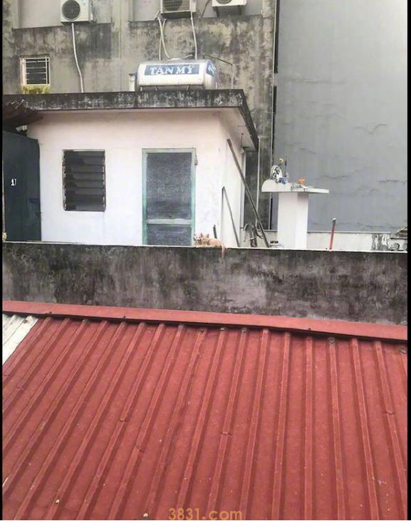 网友每次到阳台上晒衣服,都被对面猫咪监视着,猫:单身狗来了!(图2)