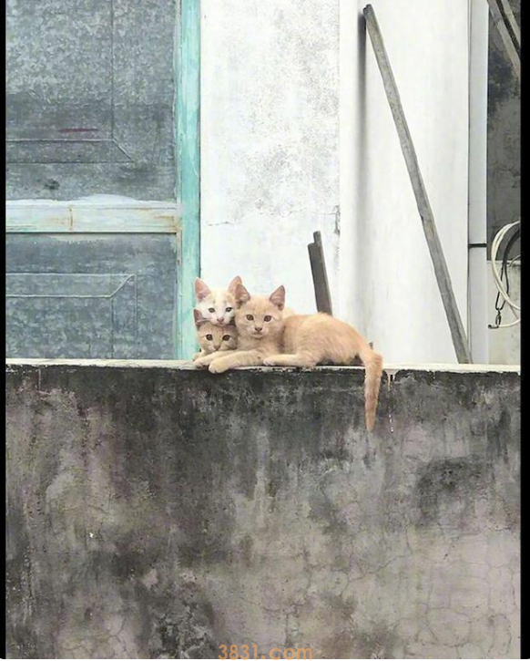 网友每次到阳台上晒衣服,都被对面猫咪监视着,猫:单身狗来了!(图3)