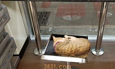超商突然出现可爱的猫 每晚回来等待弃养它的主人(图1)