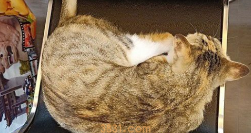 超商突然出现可爱的猫 每晚回来等待弃养它的主人(图3)